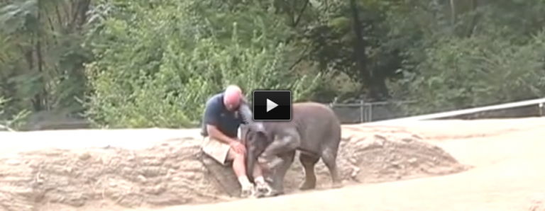 Meet The Baby Elephant Who Thinks She’s A Puppy. This Is Darn Cute!
