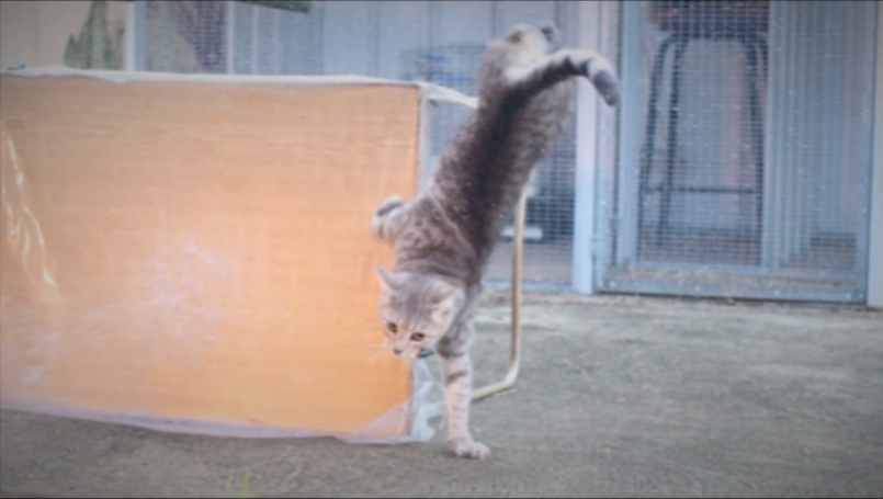 Cat Peeing