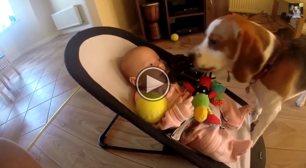 Guilty Dog Apologizes To Baby For Stealing Her Toy