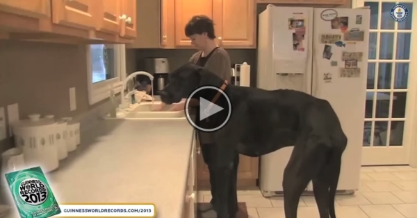 Zeus, The World’s Tallest Dog.