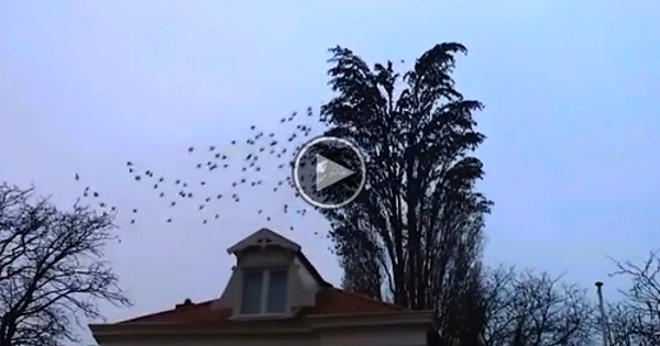 It Seems like An Ordinary Tree, Then THIS Happened.