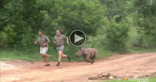 Left For Dead By Poachers, Baby Rhino Gets A New Life