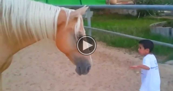 A Disabled Boy Stumbled Into A Horse’s Pen Which Is Amazing To Watch