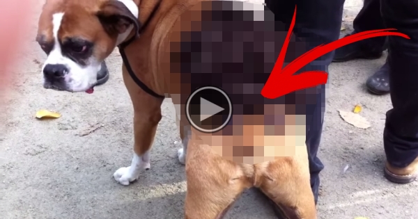 When I Realized What Was On This Dog, I Couldn’t Stop Laughing!