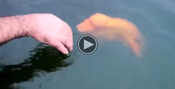 Have YouEver Seen A Fish Do Anything Like This ?