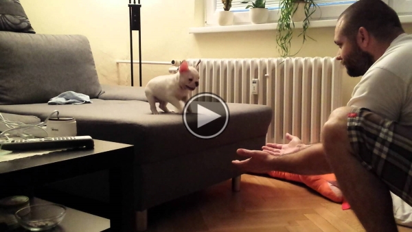 ROCKY Who Is  the French Bulldog Puppy Learns To Jump