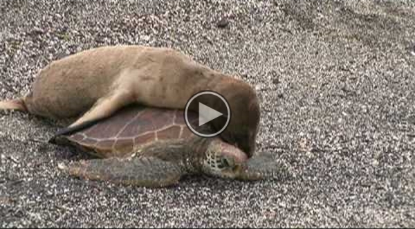 Baby Sea Lion Rides a Turtle