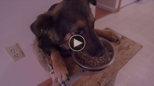 He Made A Amazing Discovery When He Adopted A Dog. But What Happens Next Is Brilliant.