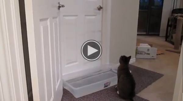 When A Cat Is Smarter Than It’s Owner, Then Look What Happens. LOL!