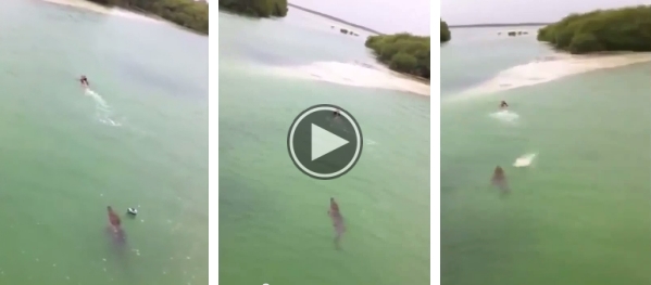 Swimmer Chased By A Crocodile.