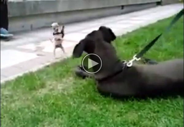 A Chihuahua VS Great Dane..Amazing!