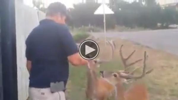 These Deer Likes Eating My Corn Chips.