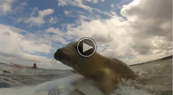, When They Were Surfing Suddenly An Unexpected Guest Arrives