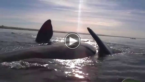 Whale Lifts Kayak Out Of The Water.. Amazing!