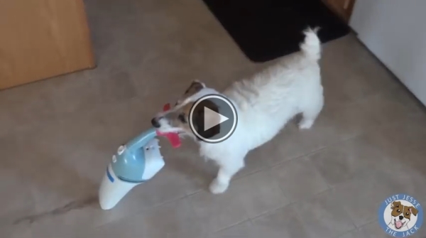 Their Housekeeper Is A Dog.