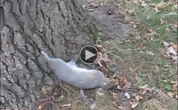 Have You Ever Seen A Squirrel Drunk On Fermented Pumpkins?