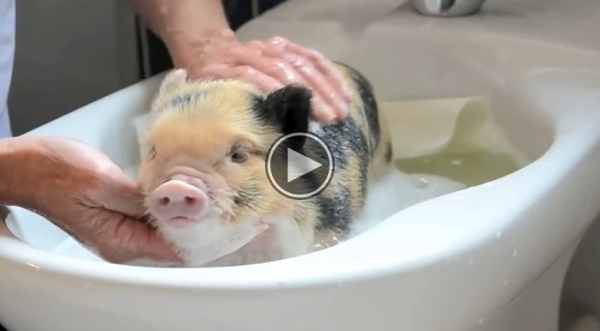 Micro Pigs..Cute Overdose !