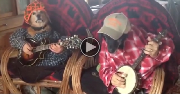 A Couple Dogs Playing “Dueling Banjos”..Amazing!