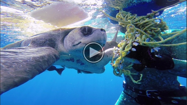 This Diver Saves A Sea Turtle, What Happens Next Is Amazing.