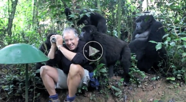 Touched By A Wild Mountain Gorilla, This Is Amazinng!