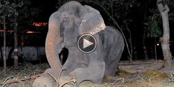 Raju ,The Elephant ,Cries After Being Rescued Following 50 Years Of Abuse