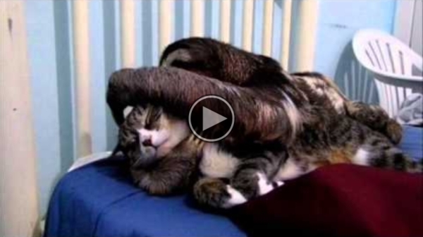A Cat And A Sloth,The Most Unlikely Friends !