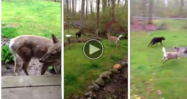 Our Dog Met A Deer. What Happens Next Is Incredible.