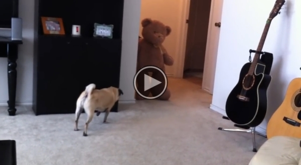 This Dog Gets His Revenge For Being Teased.