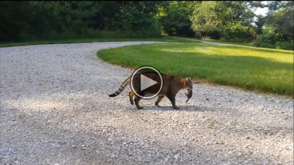 Cat Attacked By Dinner.