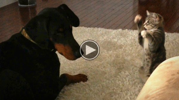 This Kitten Shows A Doberman Who’s The Boss.