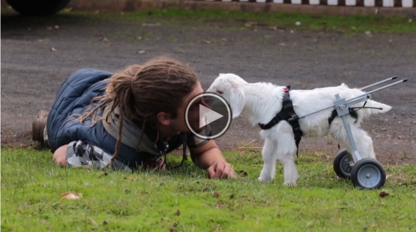 The Goat That Won The Internet’s Heart Dies.