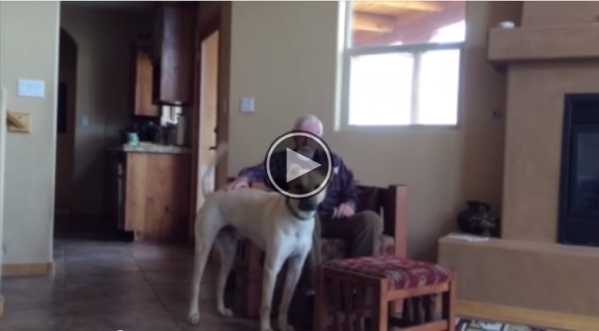 This Man Has Alzheimer’s. Watch What Happens When He’s With This Dog. Incredible