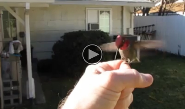 Ever See A Trained Hummingbird? Watch This Video!