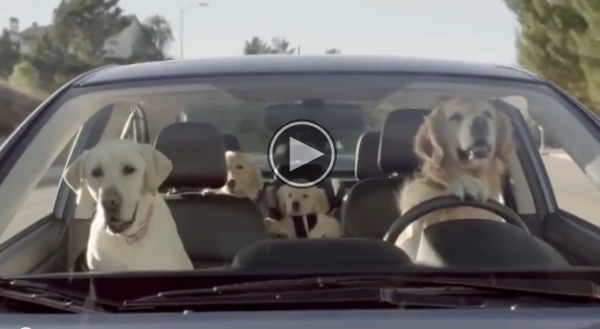 Here’s What Would Happen If Dogs Could Drive..