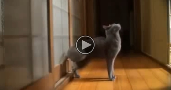 No One Believed My Cat Woke Me Up This Way…