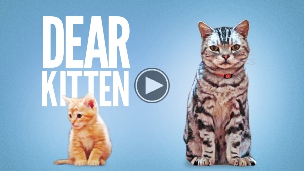 The Hilarious Video That Went Viral Overnight – Dear Kitten
