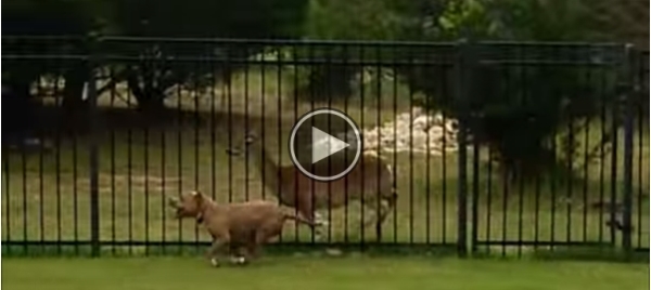 Ever See A Pitbull Play With A Deer? Look At This