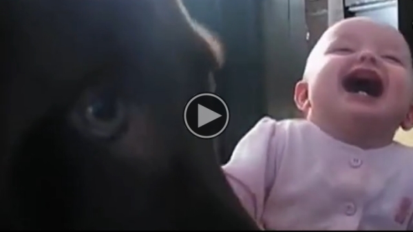 This Video Will Make You Laugh