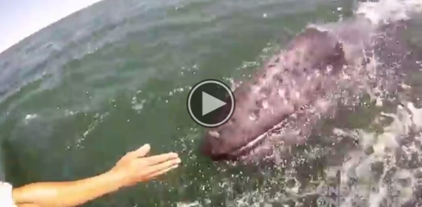 They Wanted A Photo Of A Whale.But What They Got, Was More Than They Bargained For.