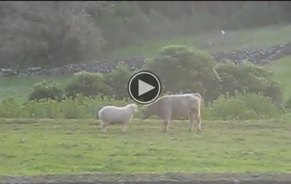 This Sheep Teaching A Bull To Headbutt Is Amazing!