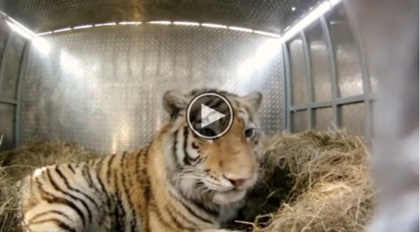 What’s About To Happen To This Rare Tiger Is amazing.