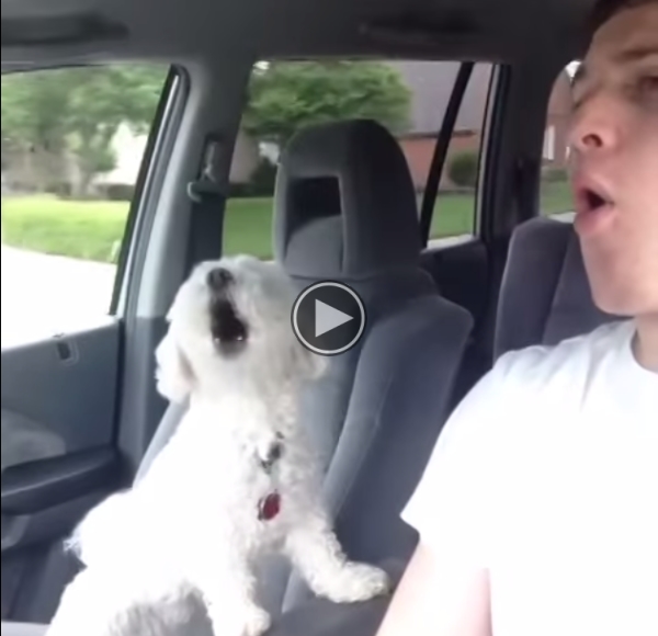 I Think My Puppy Is Excited To Go On A Road Trip.