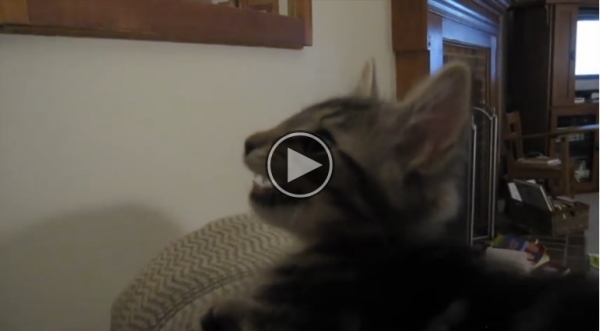 Our Cat Sounds Like A Goat, What Do You Think?