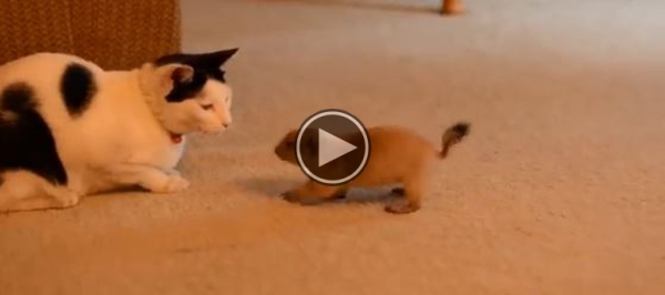 Our Baby Prairie Dog Likes To Tease Our Cat.