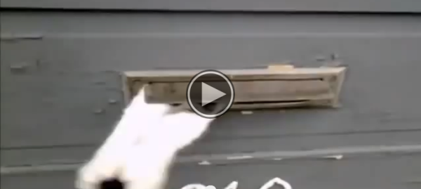 This Cat Won $100,000 On America’s Funniest Videos.