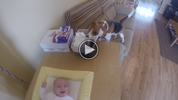 Just A Dog Helping Change A Baby’s Diaper.