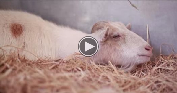 A Depressed Goat Jumps For Joy  When Reunited With Friend After Ending Hunger Strike,
