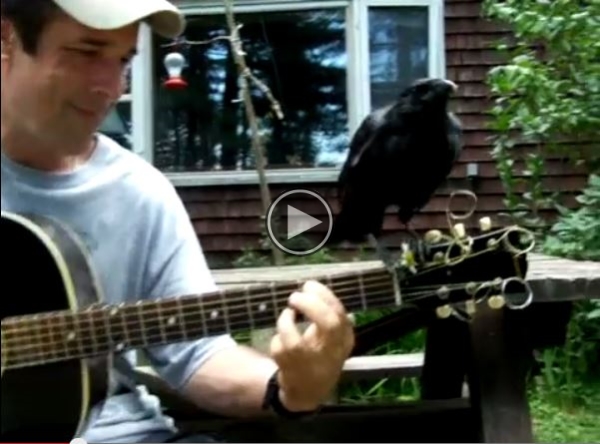 He Was Playing ‘Blackbird’ By The Beatles, What Happens Next Is Amazing!
