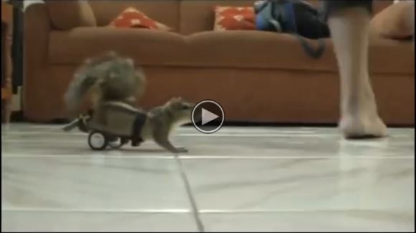 Speed Racer – Squirrel On Wheels.
