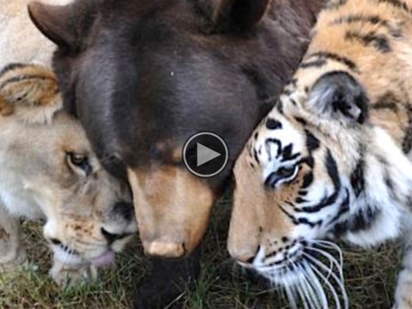 Best Friends: A Lion, A Tiger And A Bear,